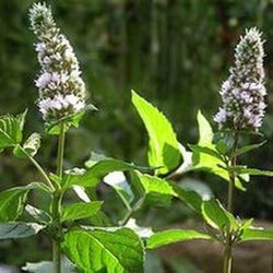 Menta Piperita Bio