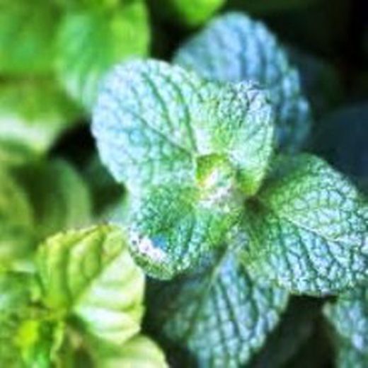 Mentas Aromas Frutales Bio Caja 8 uds,