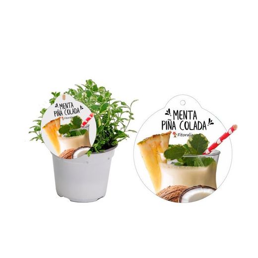 Aromas de frutas orgânicas e hortelã Caixa 8 unidades