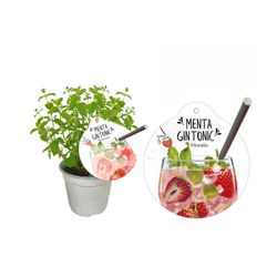 Aromas de frutas orgânicas e hortelã Caixa 8 unidades