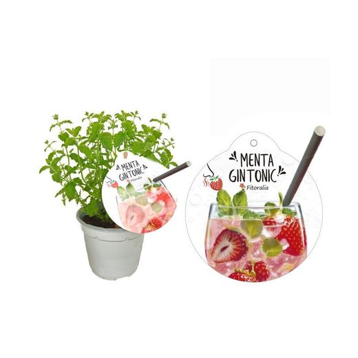 Aromas de frutas orgânicas e hortelã Caixa 8 unidades