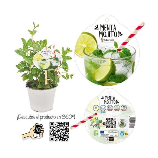 Aromas de frutas orgânicas e hortelã Caixa 8 unidades