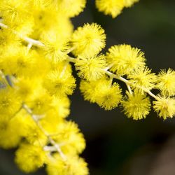 Mimosa empeltada (Varietat Autoritzada)