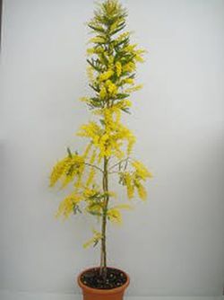 Mimosa empeltada (Varietat Autoritzada)