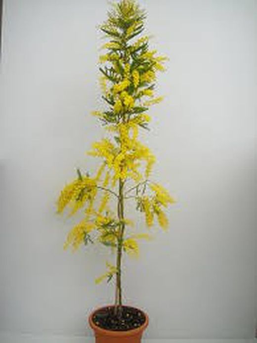 Mimosa empeltada (Varietat Autoritzada)
