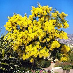 Mimosa empeltada (Varietat Autoritzada)