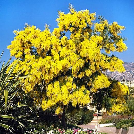 Mimosa empeltada (Varietat Autoritzada)