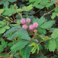 Mimosa Sensitiva