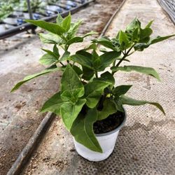 Mirabilis Jalapa, Don Diego de Noche, Caja 10 uds.