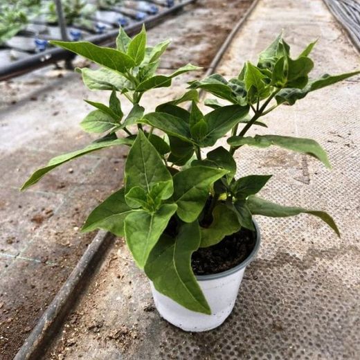 Mirabilis Jalapa, Don Diego de Noche, Caja 10 uds.