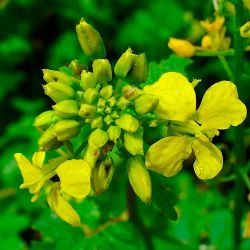 Moataza sinapis alba