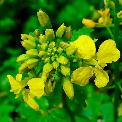 Moataza sinapis alba