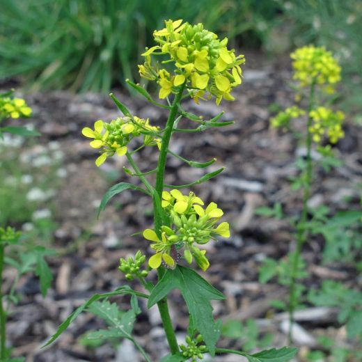 Moataza sinapis alba