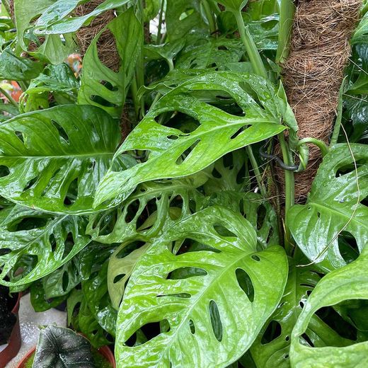 Feuilles de singe de Monstera Andansonii