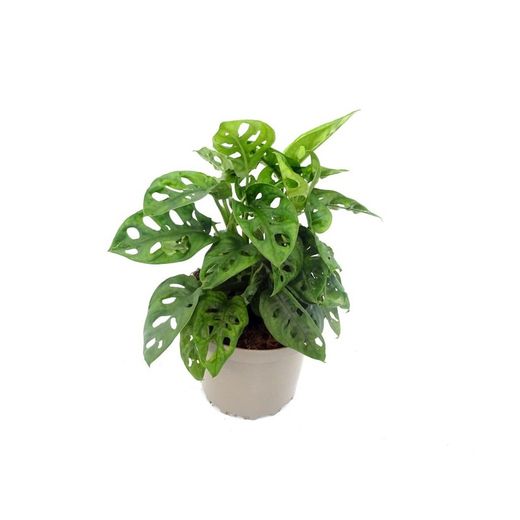 Feuilles de singe de Monstera Andansonii