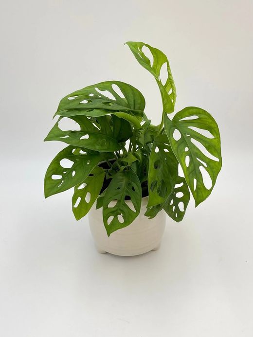 Feuilles de singe de Monstera Andansonii