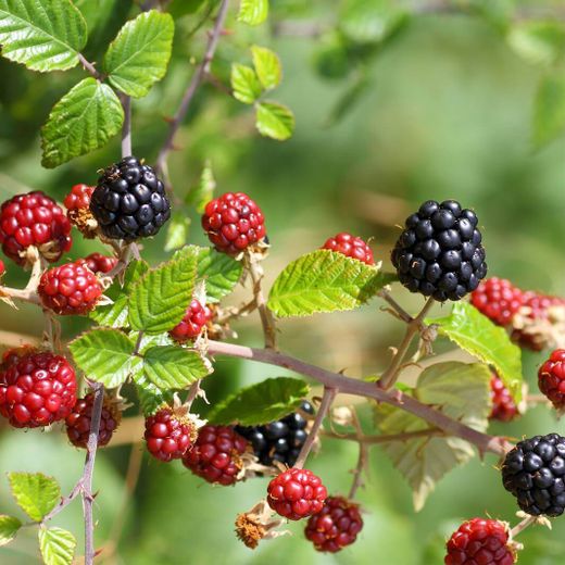 Moras de Bosque