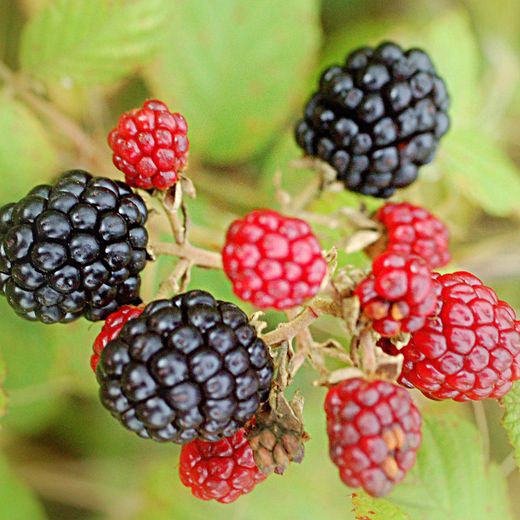 Moras de Bosque