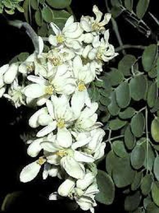 Moringa Oleifera