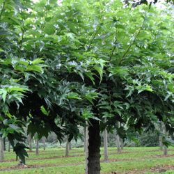 Morus Alba Fruitless, Morera blanca sin frutos