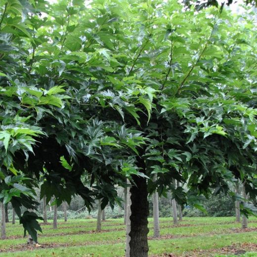 Morus Alba Fruitless, Morera blanca sin frutos