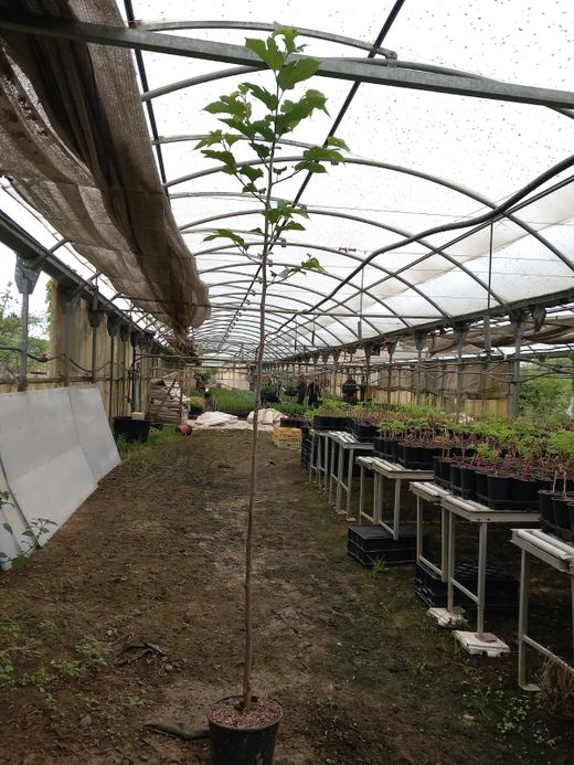 Morus Alba Fruitless, Morera blanca sin frutos