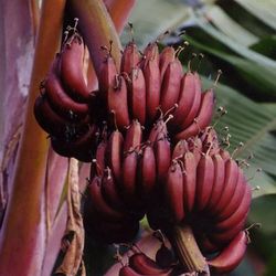Musa Acuminata Red Dacca