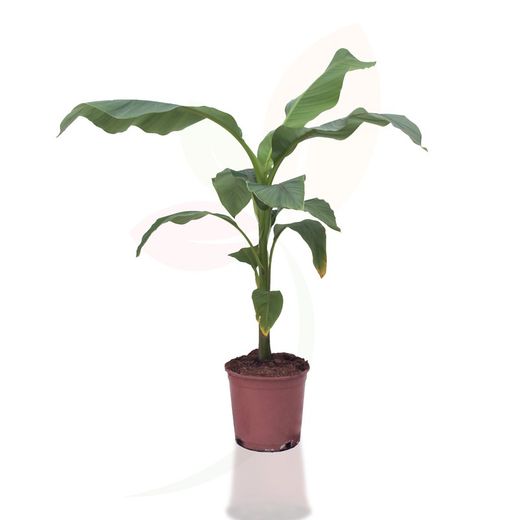Musa Basjoo (pote de cores)