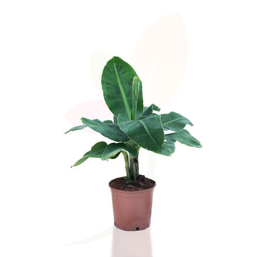 Musa 'Dwarf Cavendish'