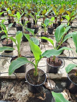 Musa Lasiocarpa (Maceta Color)