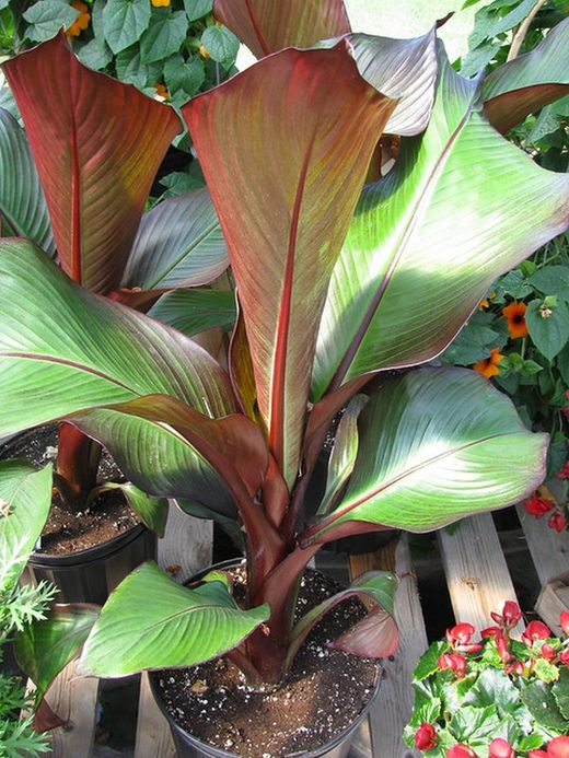 MUSA MAURELLI (MACETA COLOR)