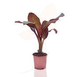 Musa Maurelli (Maceta Color)