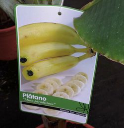 Musa paradisíaca Platanera