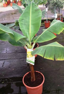 Musa paradisíaca Platanera