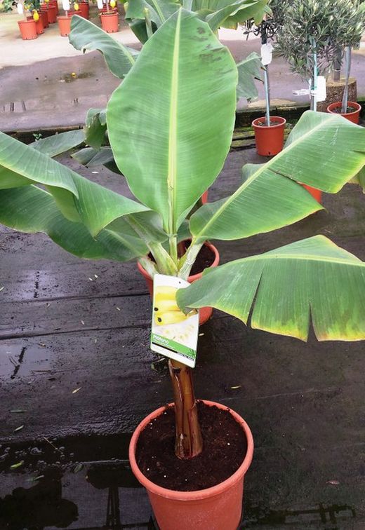 Musa paradisíaca Platanera