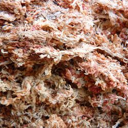 Molsa Màgic Sphagnum