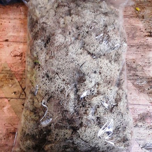Musgo Natural Nórdico