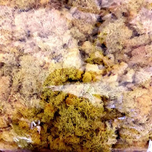 Musgo Natural Nórdico