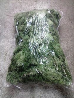 Musgo Natural Nórdico