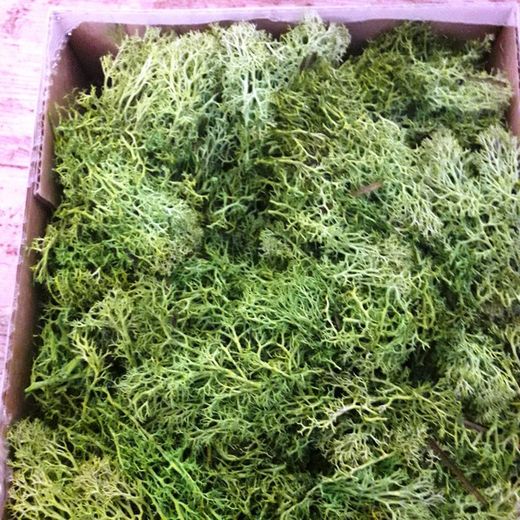 Musgo Natural Nórdico