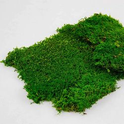 Musgo Natural Preservado Extra 500 gr