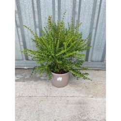 Myrtus Communis SSP 'TARENTINA