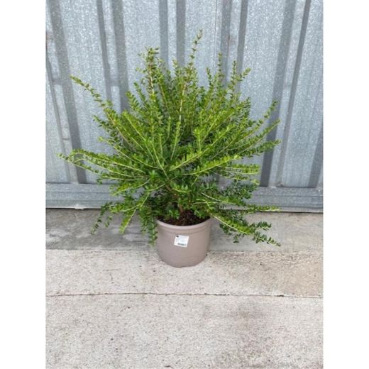 Myrtus Communis SSP 'TARENTINA