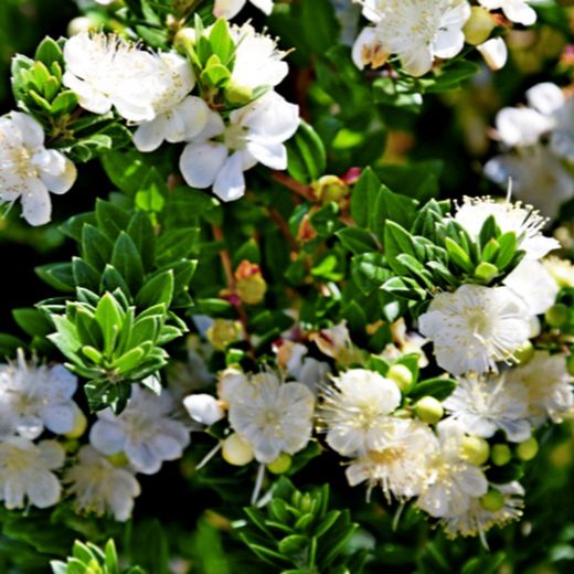 Myrtus Communis SSP 'TARENTINA