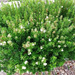 Myrtus Communis SSP 'TARENTINA