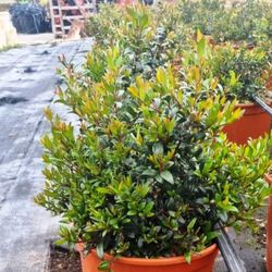 Myrtus Comunis