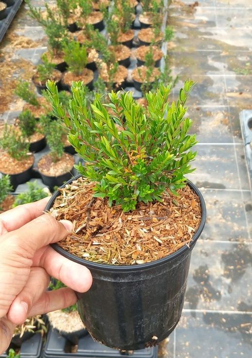 MYRTUS TARENTINA