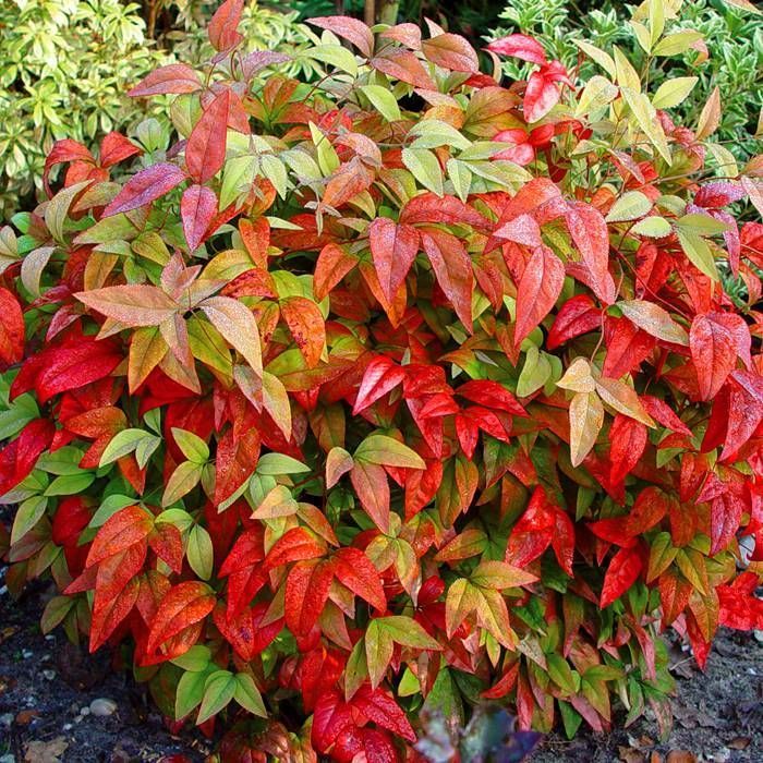 Nandina domestica Nandina doméstica
