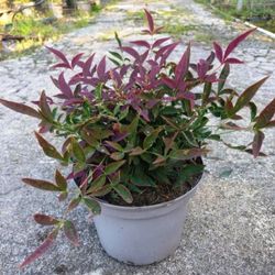 Nandina domestica
