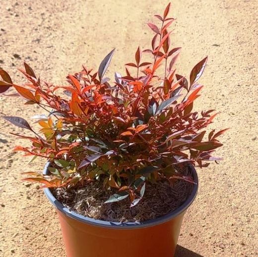 Nandina domestica